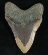 Large Megalodon Tooth - Carolinas #5187-2